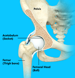 Hip Anatomy